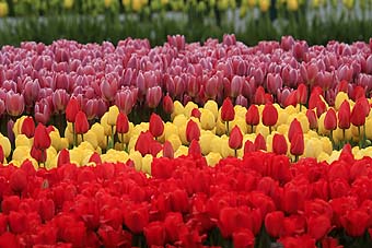 Skagit Valley Tulip Festival